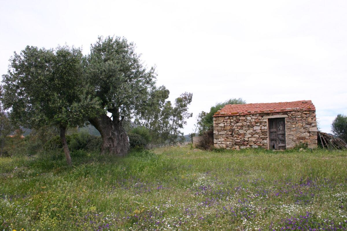Prima del turismo: perché lo Stazzo era il vero “Social Network” di San Teodoro d’Oviddè